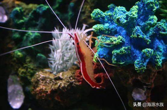 养观赏虾最怕什么,养观赏虾和鱼