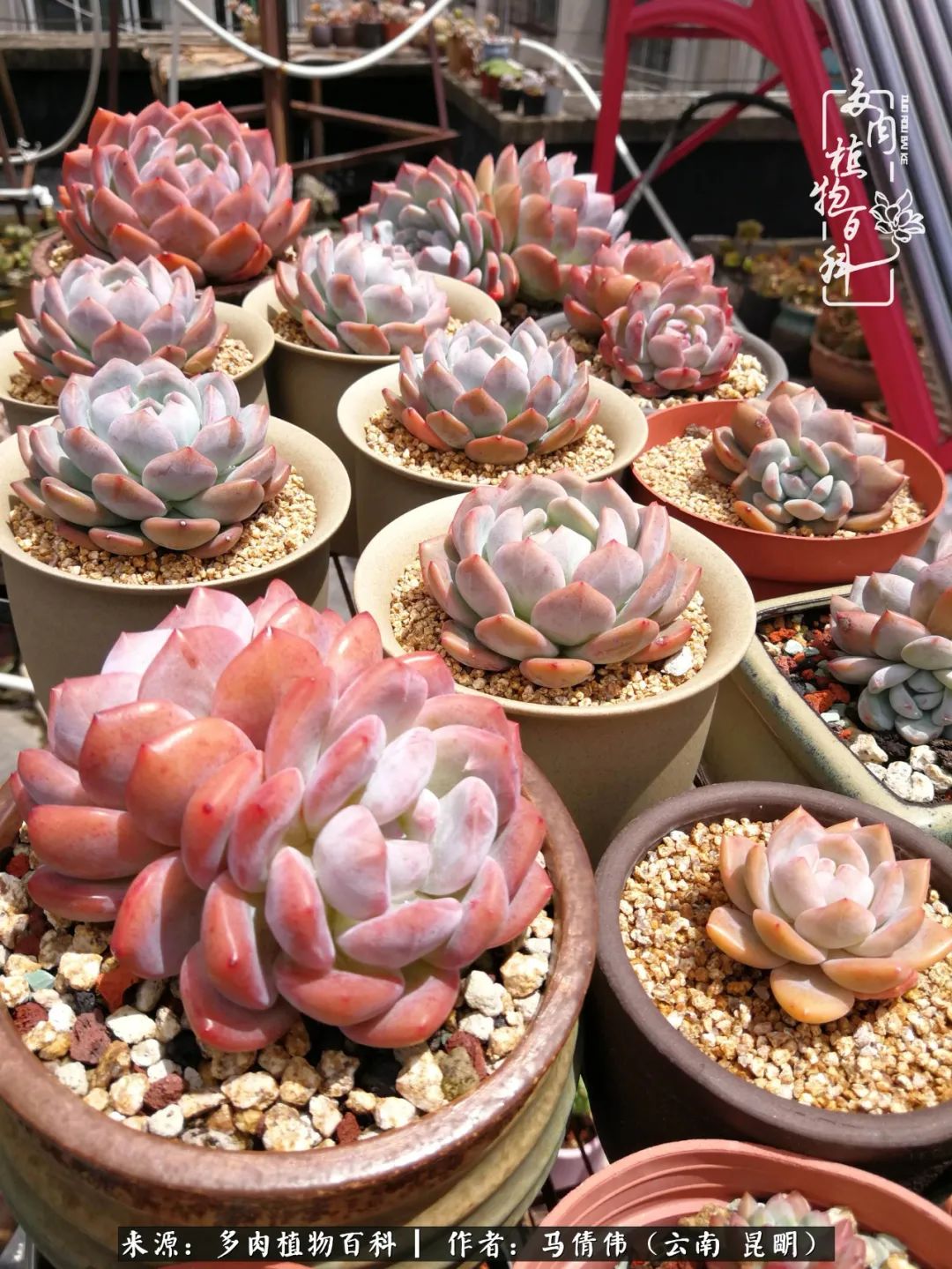 熬过了夏天的多肉,多肉熬过夏天惊艳整个秋天
