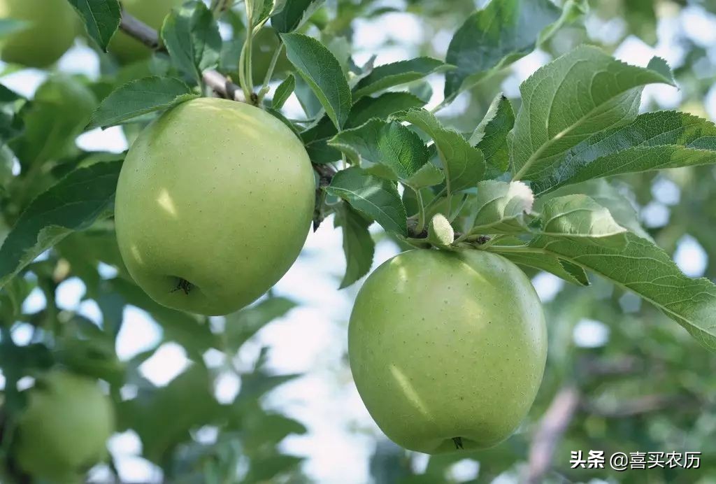 灵宝sod苹果最高价格,灵宝sod苹果好吃吗