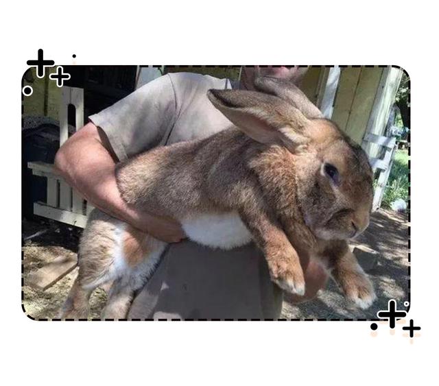 四川人此生最大的疑惑，兔子为啥能把澳大利亚人逼疯（菲李漫画）