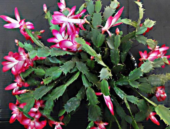 这花一年四季都能开,春节过后这些花很耐养