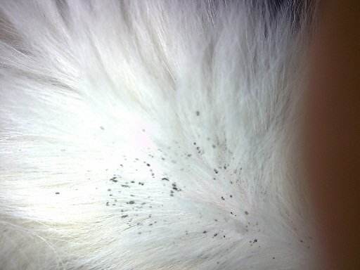 宠物身上的跳蚤怎么彻底消灭它,除宠物身上跳蚤最有效的方法