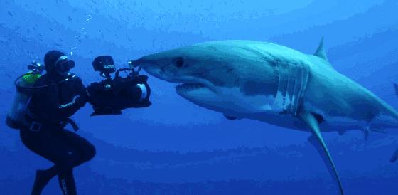 海洋中几乎无敌的大白鲨,真正的大白鲨和巨齿鲨的图片