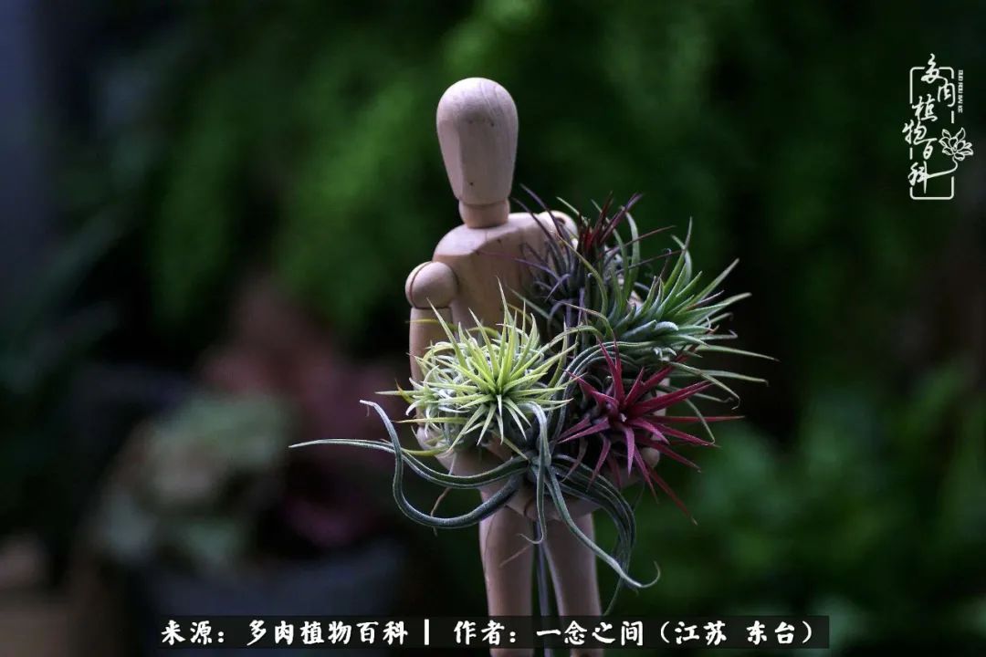 遇见花开蓝莓糖,遇见花开蔬菜沙拉酱