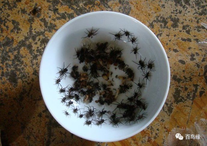 靛颏难养,养靛颏三要素