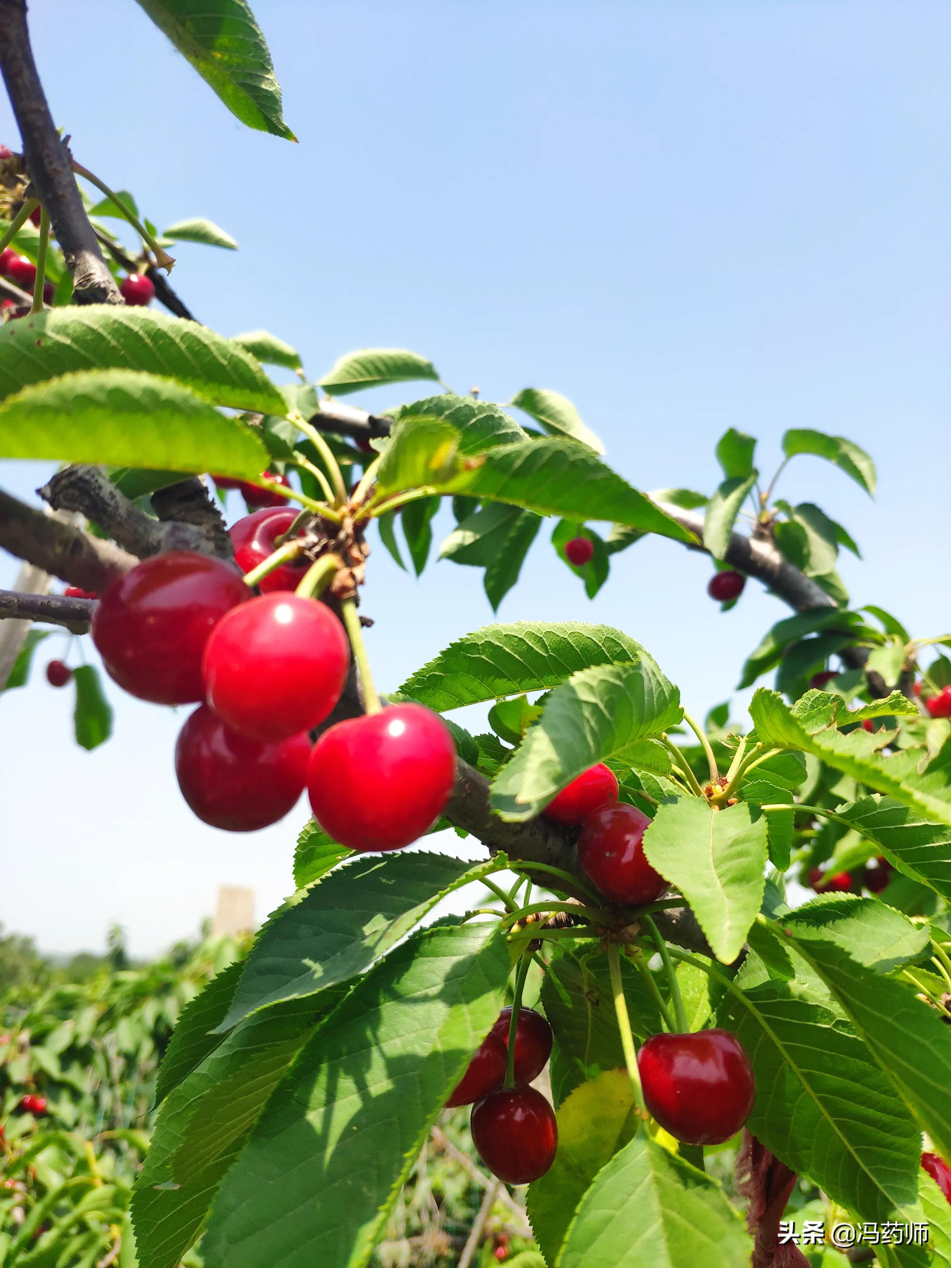打鼾的联合用药方案,包含中药