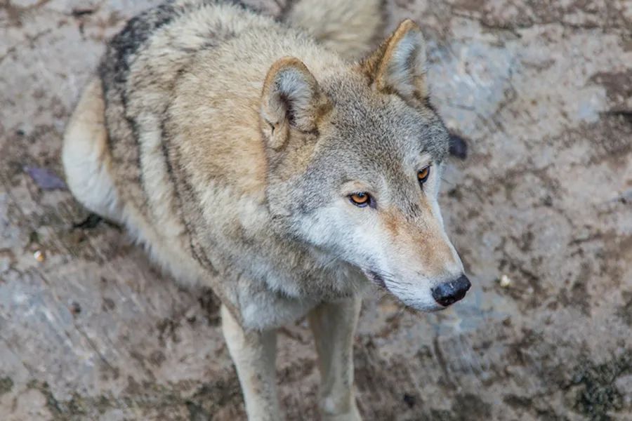 读狼图腾有感的标题,读《狼图腾》有感
