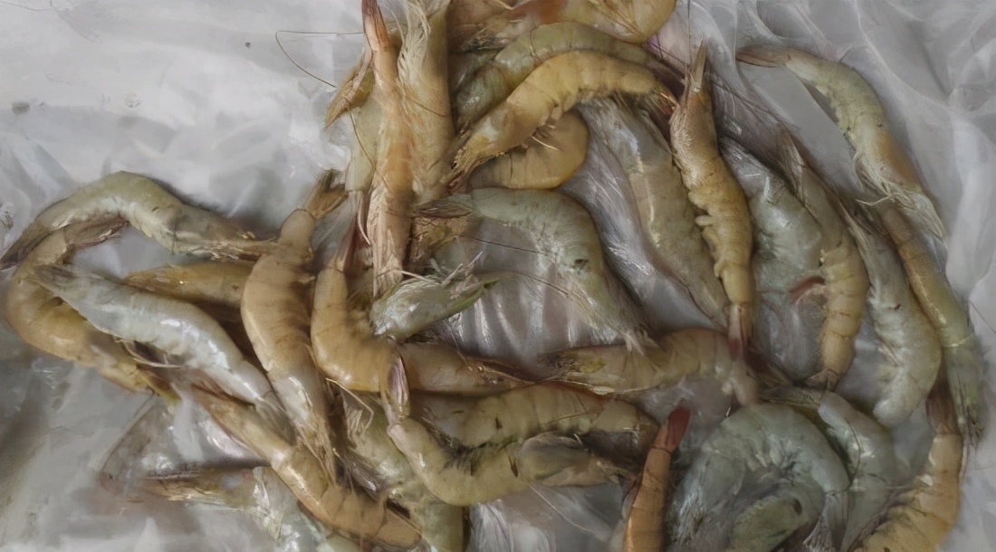 对虾肌肉白浊处理方法,南美对虾肌肉白浊是什么症状