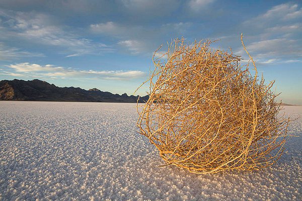 风滚草入侵外国公路,风滚草入侵中国后怎样了