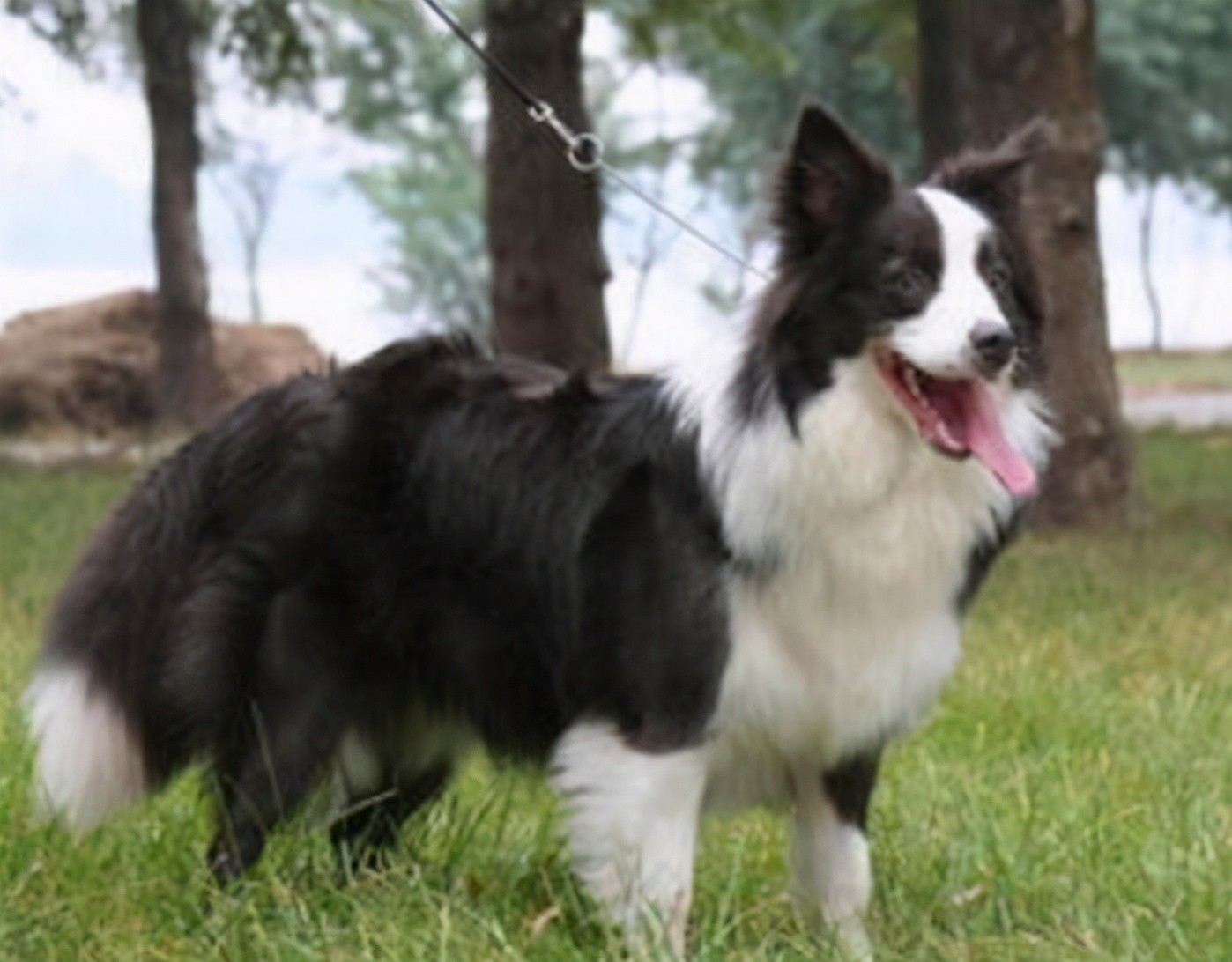 狗狗怀孕60天了还有褐色分泌物,狗狗怀孕45天怎么可以摸到狗宝宝