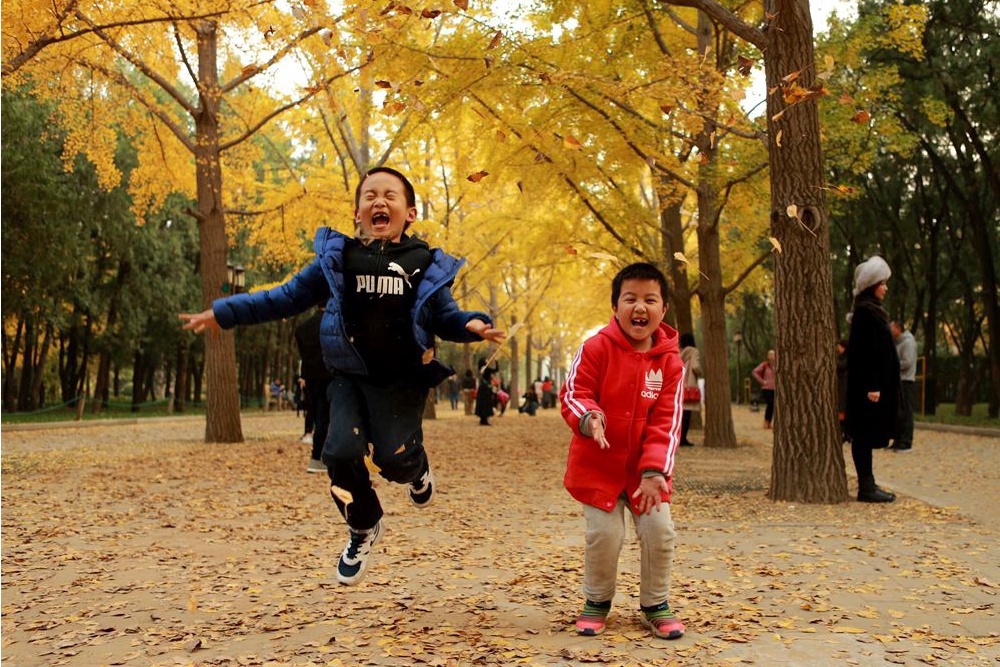 17处京城绝美银杏观赏点，看看有没有家门口的？