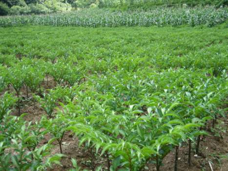 种植魔芋怎样才能赚钱快,种植魔芋一年能赚多少钱