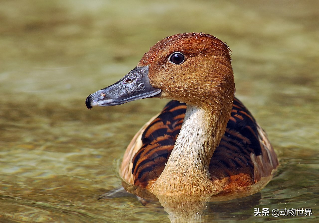 鸭子急促而又尖锐的叫声,鸭子的叫声是从哪里发出来的