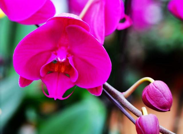 西安三桥附近哪里有花卉市场,西安北二环大明宫花卉市场地址