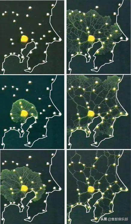 小小黏菌，大大智慧：预测星系间暗物质网络的黏菌算法