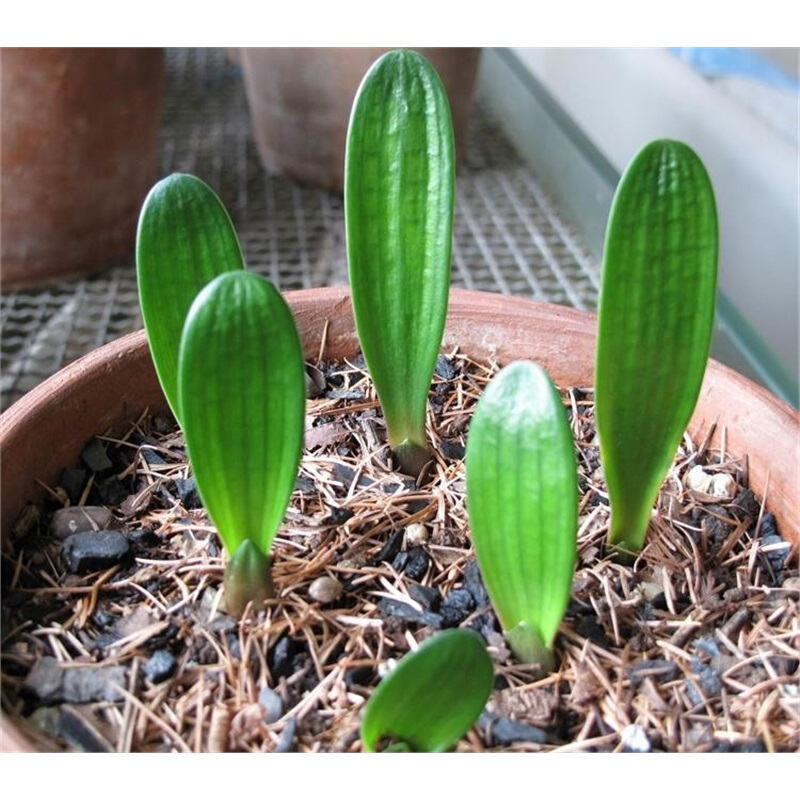 君子兰教你一招每年开花爆盆,君子兰怎么种植长得快而好开花早