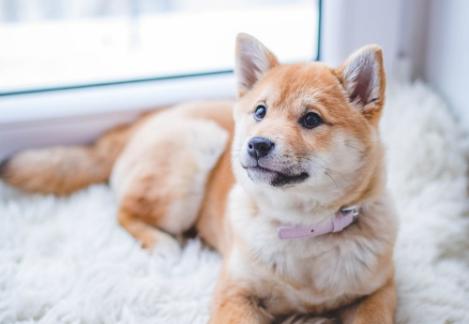 狗狗耳朵里长吸血蜱虫,狗狗身上的蜱虫幼虫