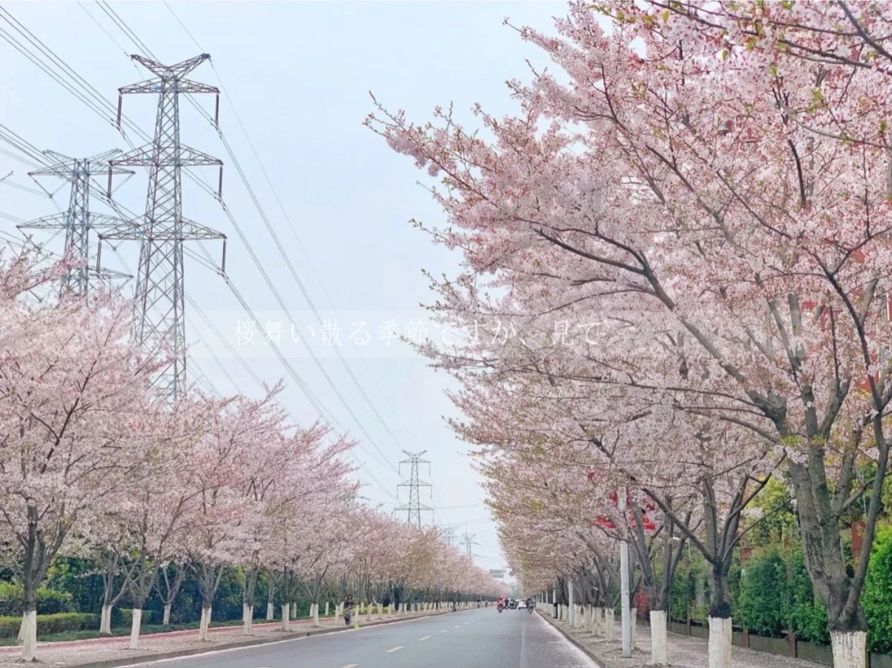 上海的热搜,最近热搜的上海