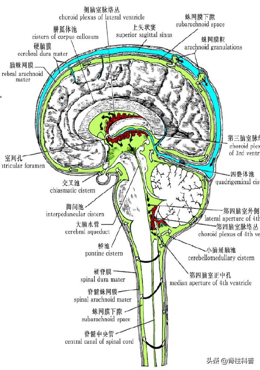 脊柱手术脑脊液漏的临床表现,脊柱术后脑脊液漏的病例