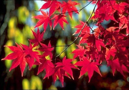 西班牙好吃的伴手礼,吃遍全球加拿大