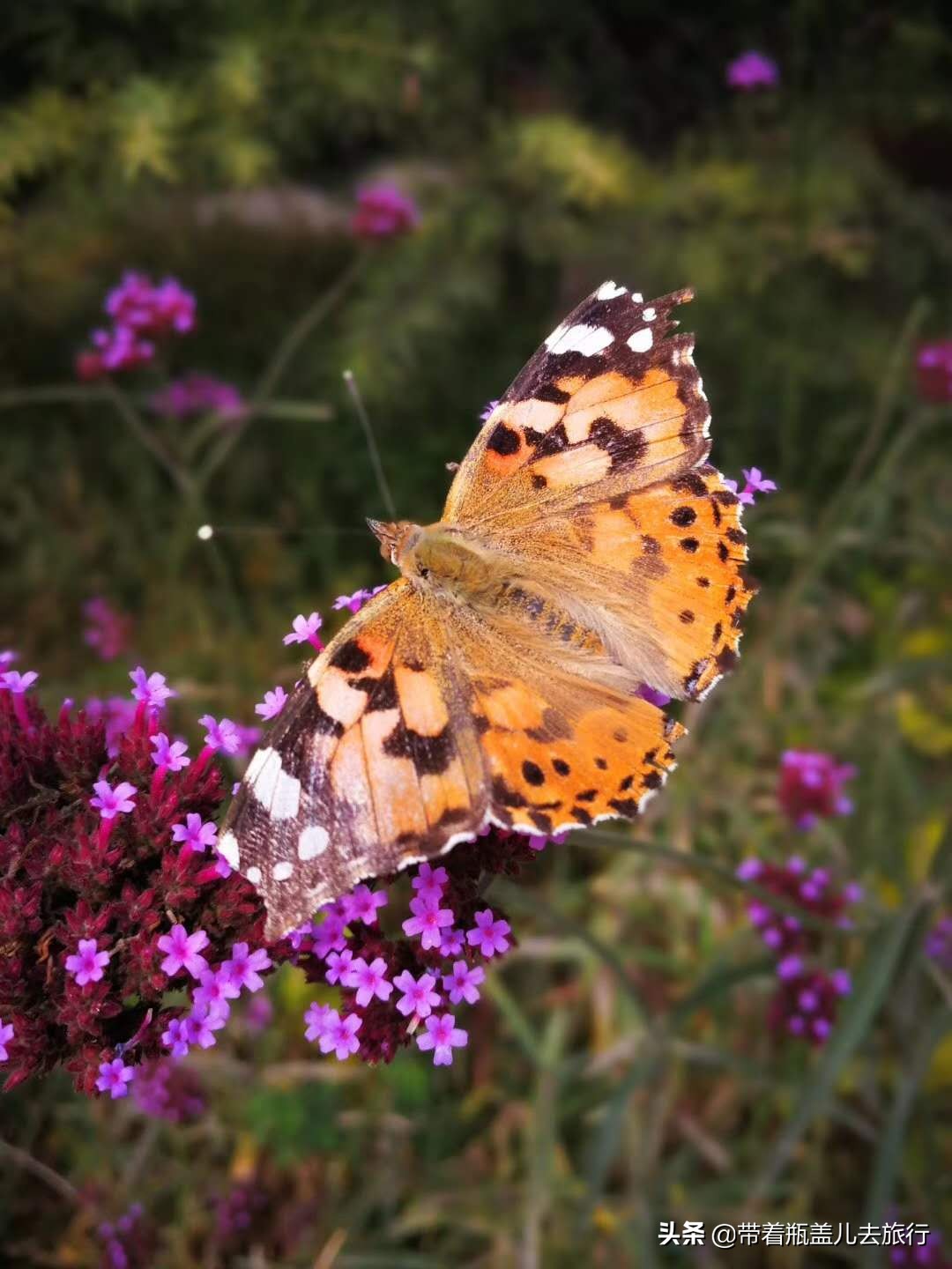 兰州大学校园游,兰州旅游攻略兰州大学