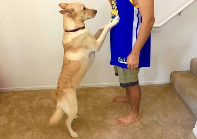 宠物狗喜欢扑人怎么办,宠物狗老爱往人身上扑