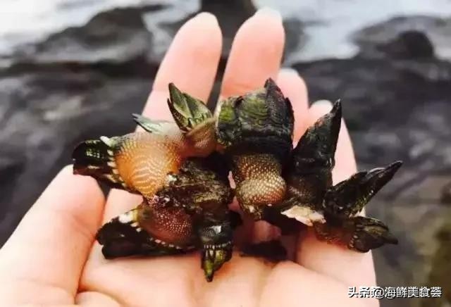 好吃又便宜的奇特海鲜,有一种很古怪的海鲜