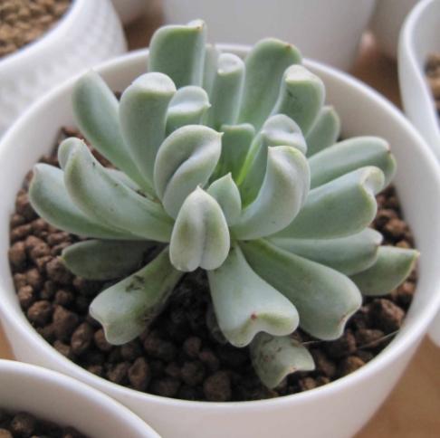 特玉莲多肉容易徒长吗,多肉植物特玉莲怎么养