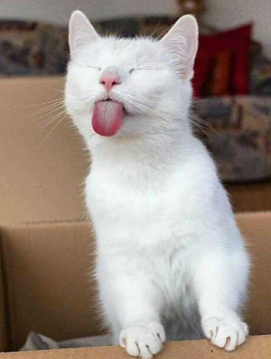 猫猫吃了蟑螂怎么办,猫猫吃了虫子怎么办