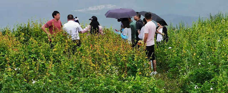 昆明桃园家俱城：*党**建引领、消费扶贫成效显著