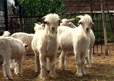 牛羊寄生虫病种类,牛羊寄生虫病的防治方法