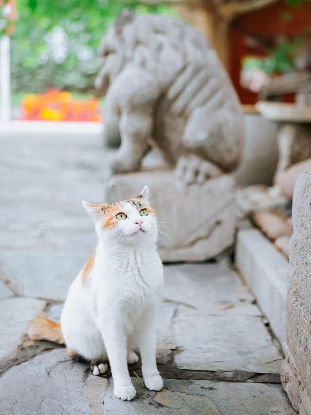 米麒麟：我掉缸怎么了？