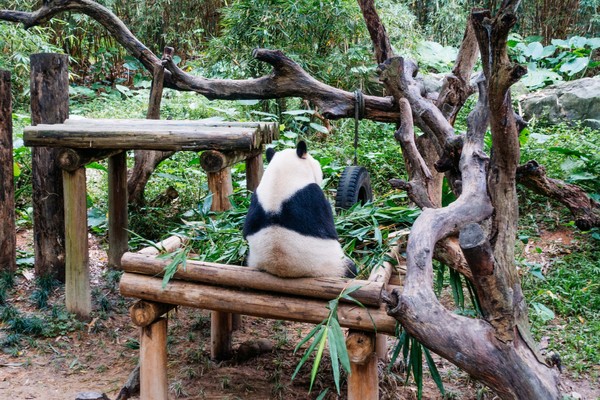 广州长隆旅游攻略自由行详细,广州长隆五一节3天2夜亲子游攻略