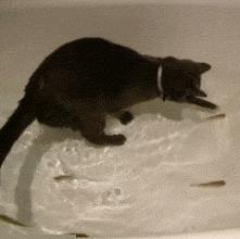 猫咪到底能不能喝矿泉水,猫咪喝自来水会结石吗