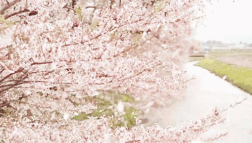 南通赏樱,江苏樱花景区介绍