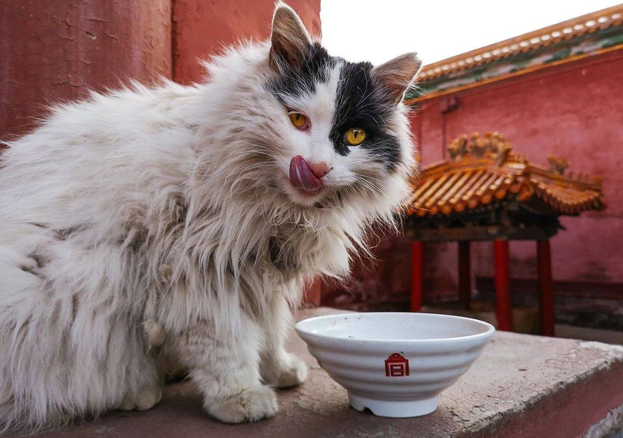 家里养猫怎么去除猫臭味,养了猫之后家里有莫名的屎臭味