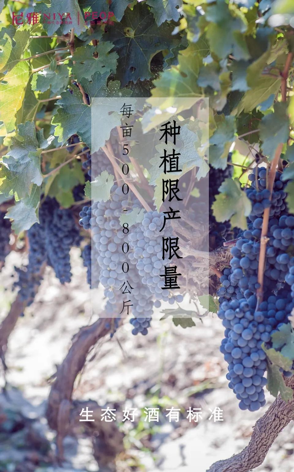 五星东方雅尼酒,尼雅好酒