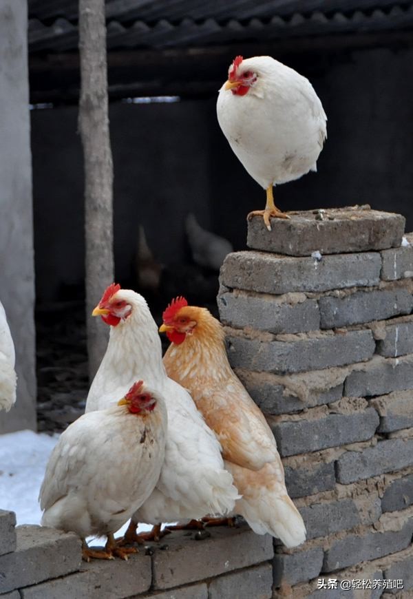 鸡伸脖子张嘴怎么治,鸡张嘴喘气用什么家常药