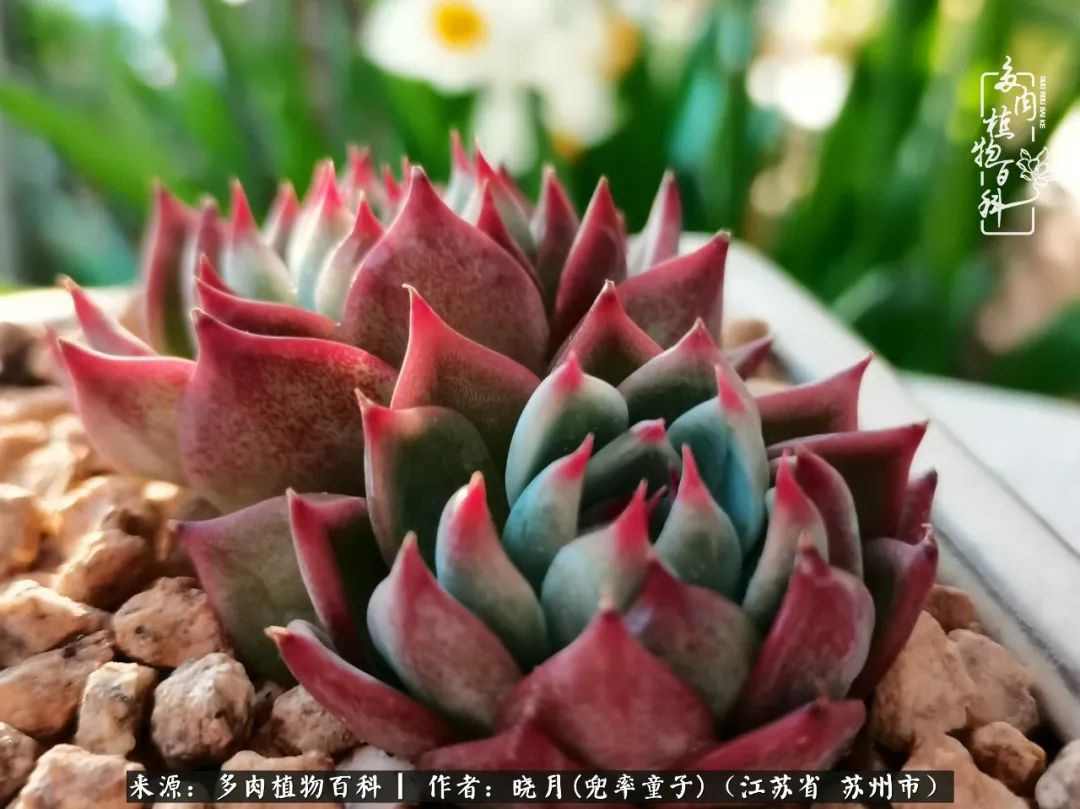 六年时间环游22个国家,却被多肉小萌物征服