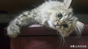 猫咪霉菌耳炎怎么治疗,猫咪霉菌中毒几天发作