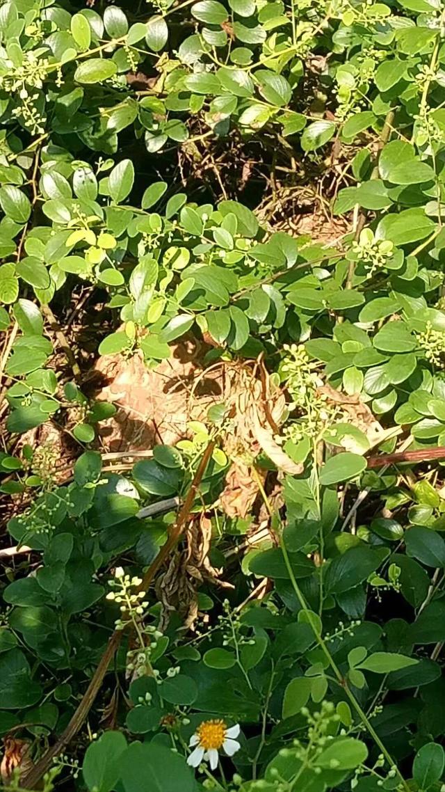 在户外钓鱼最怕什么,野外钓鱼怎么对付蚂蚁