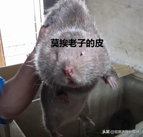 鍗庡啘鍏勫紵鍙嬫儏,鍗庡啘鍏勫紵娌宠竟