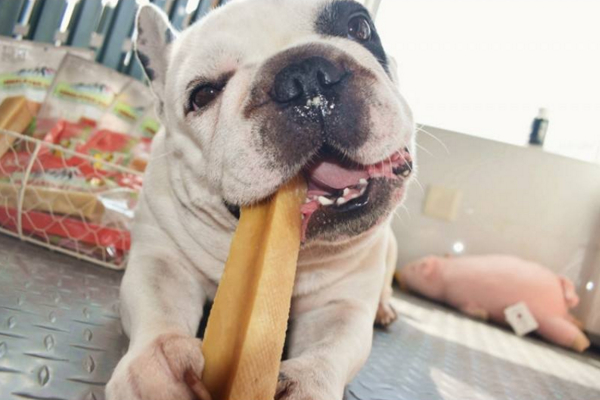 狗狗长双排牙还能自己掉吗,狗狗双排牙治疗