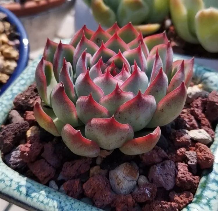 养多肉植物修身养性,多肉的习性和日常养护方法