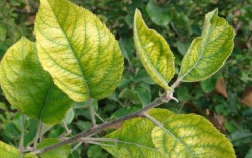 苹果树黄叶病,苹果树黄叶病怎么治疗