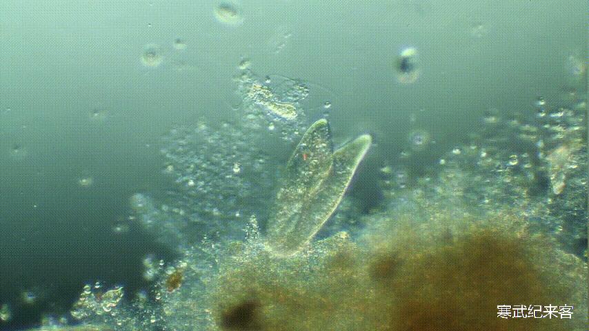 为什么不能无性繁殖,为什么无性生殖繁殖速度快