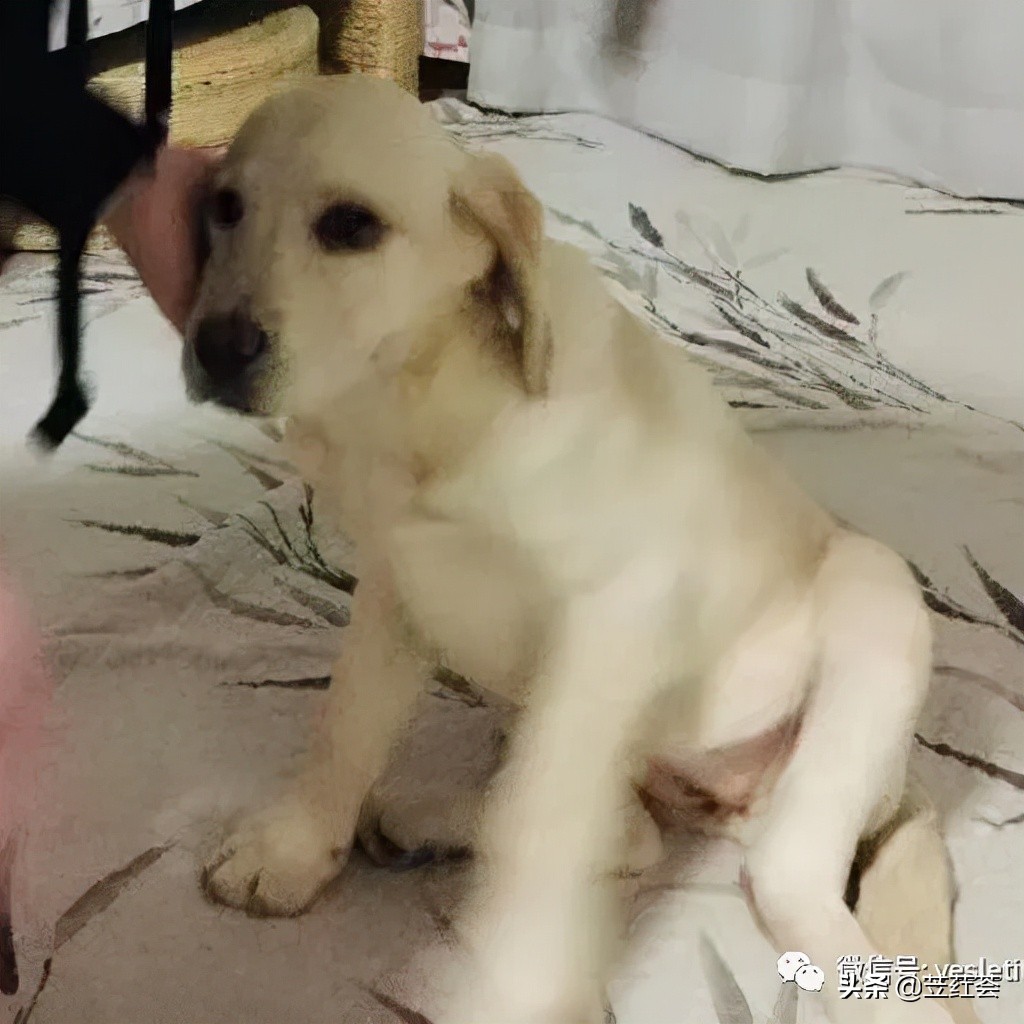 狗狗（Gege）在说——作者：朱立红（第三首诗歌）|苙荭荟诗