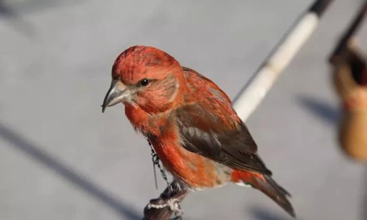 训鸟视频大全,训鸟入门基础知识