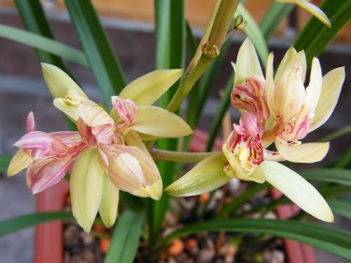 什么兰既好养开花又香,最好养的兰花四季兰介绍