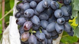 葡萄为什么落果用什么药,葡萄成熟期穗枯落果最佳解决方法